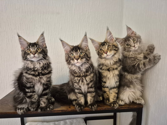 🐾 Quel prix pour un chat de race / un chaton Maine Coon ?