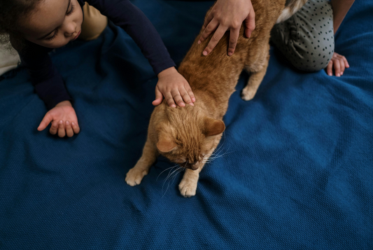 Conseils d'Expert pour l'Entretien et le Bien-être de Votre Chat
