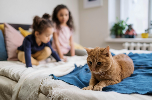 Choisir la Meilleure Pension pour Chat : Ce Que Vous Devez Savoir