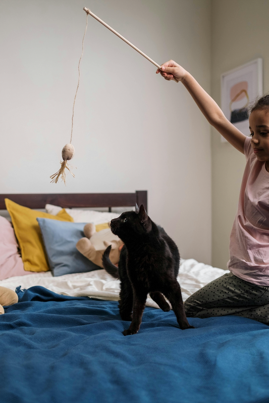 Stimuler l'Esprit de Votre Chat avec des Jouets Adaptés : Guide d'Achat