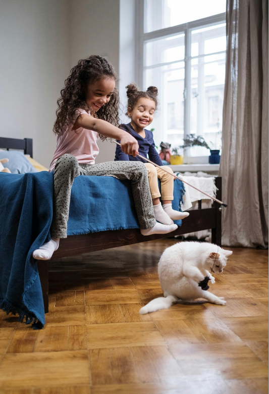 Choisir la Meilleure Pension pour Chat : Ce Que Vous Devez Savoir