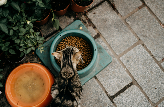 L'importance d'une Nutrition Adaptée pour Votre Chat : Choisir les Bonnes Gamelles