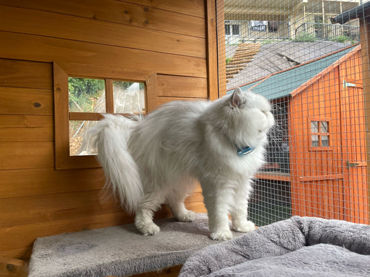 🐾 La Pension pour Chats Volcagriffes – Pour un séjour estival en toute sérénité
