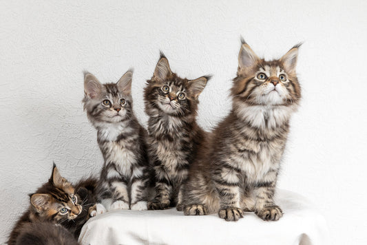 Partie 2 : Ce que coûte vraiment un chaton Maine Coon