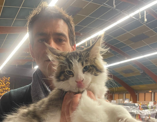 Volcagriffes : L’Élevage Fait avec Passion, au Service des Chats et de la Planète