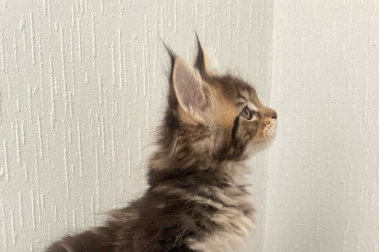 Akira des Volcagriffes Maine Coon LOOF Brown Ticket Tabby