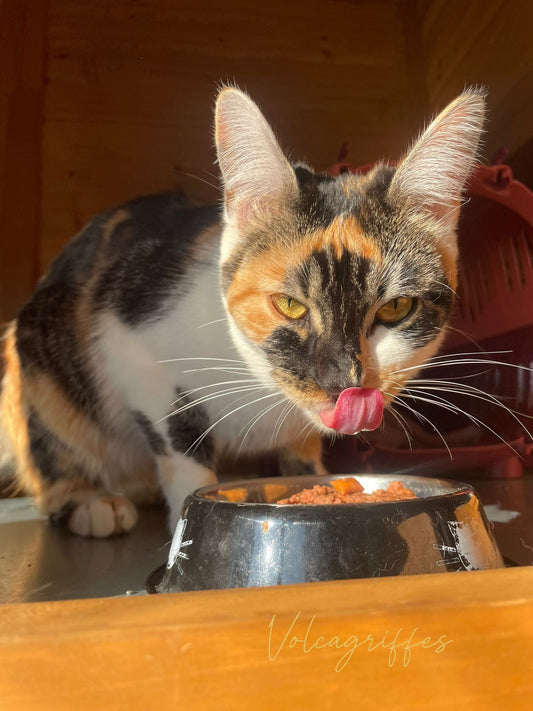 Volcagriffes – 2025 et Programme 2026