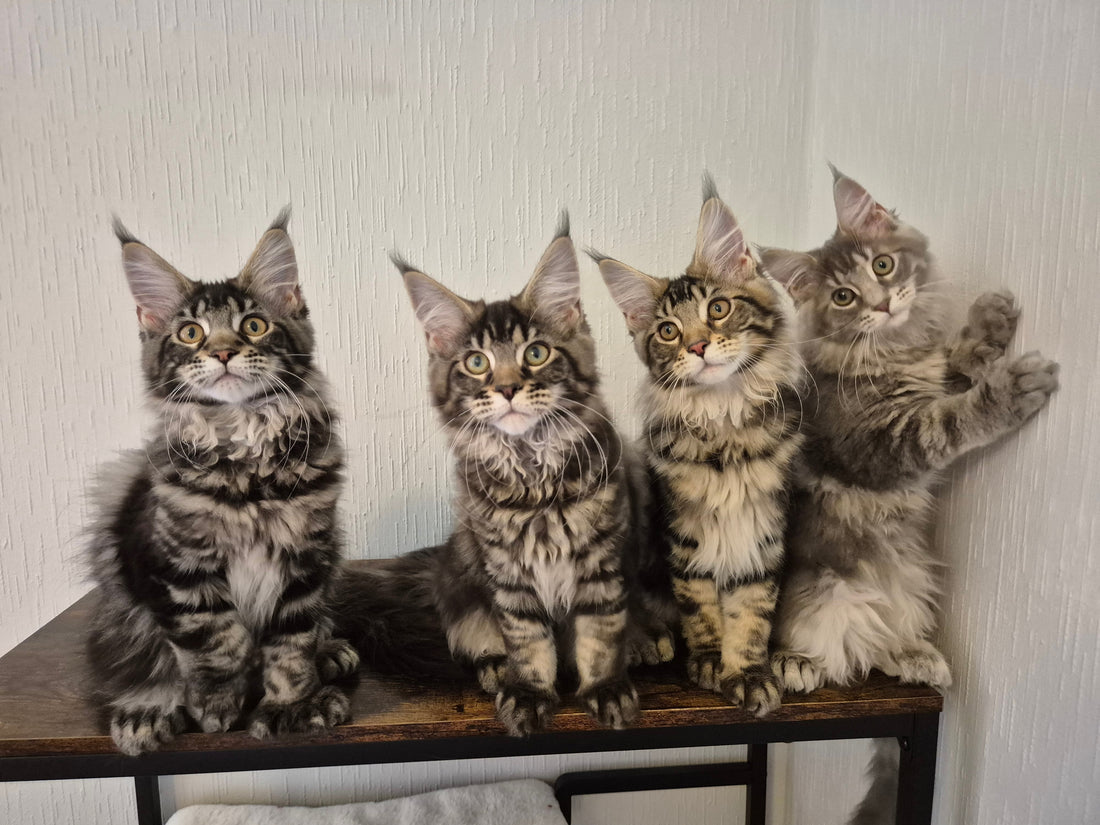 🐾 Quel prix pour un chat de race / un chaton Maine Coon ?