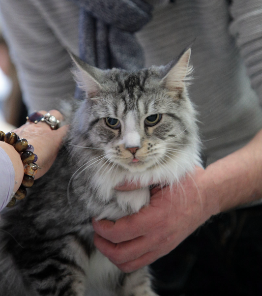 Volcagriffes, la première exploitation auvergnate entièrement dédiée aux chats