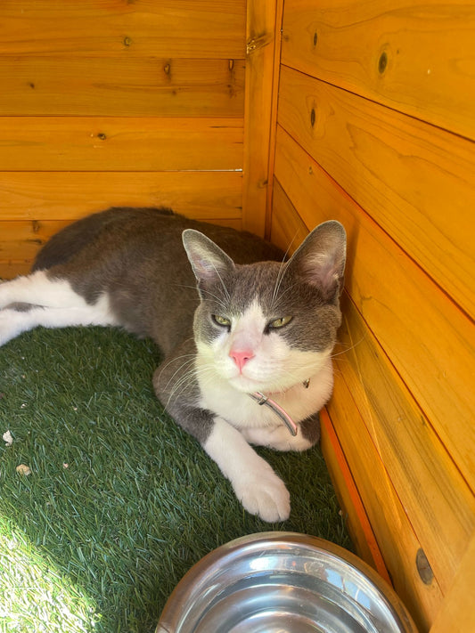 Pension Chat Volcagriffes