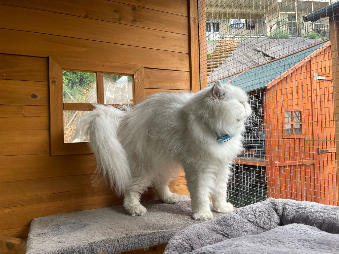🐾 La Pension pour Chats Volcagriffes – Pour un séjour estival en toute sérénité