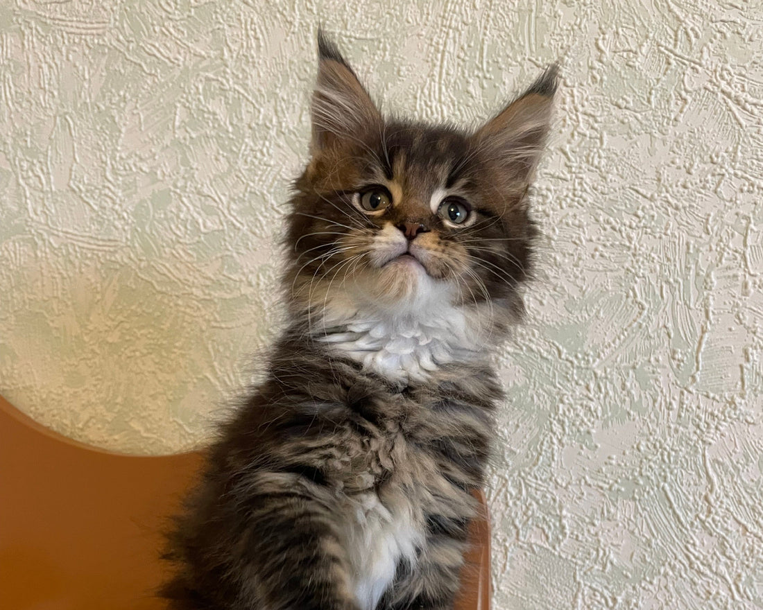 Portée Maine Coon LOOF Volcagriffes – Tempête × Yoshi