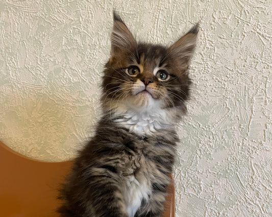 Portée Maine Coon LOOF Volcagriffes – Tempête × Yoshi