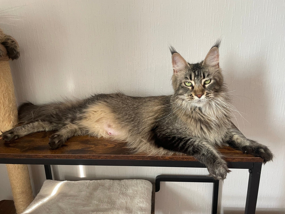 Portée Maine Coon LOOF Valerya et Waka
