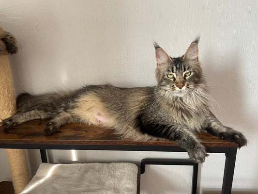 Portée Maine Coon LOOF Valerya et Waka