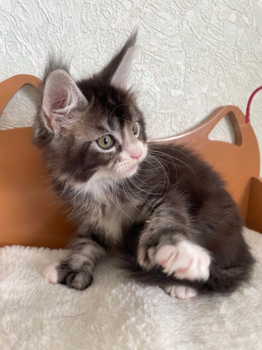 🐾 Newsletter Volcagriffes® – Automne 2026