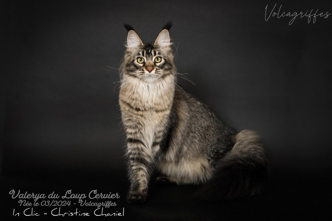 Les motifs tabby chez le Maine Coon